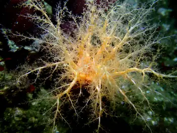 Red Sea Cucumber