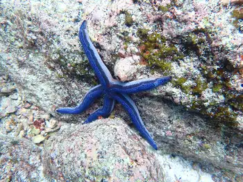 Galapagos Blue Star