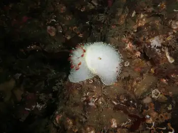 Nanaimo Nudibranchs