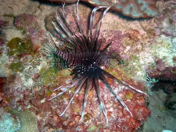 Lionfish