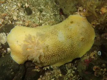Noble Sea Lemon