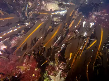 kelp