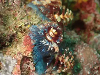 Feather Duster Worm