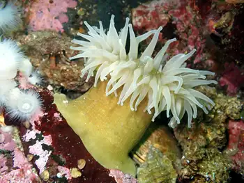Swimming Anemone
