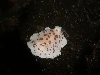 Leopard Nudibranch