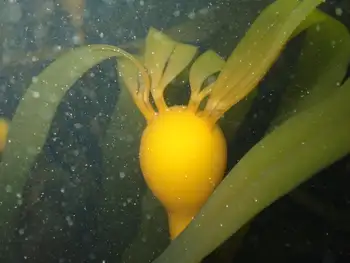 Bull Kelp