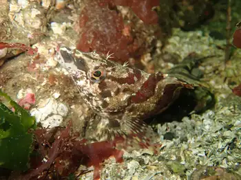 Painted Greenling