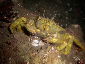 Helmet Crab