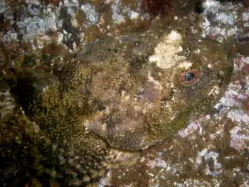 great sculpin