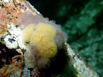 Compound Tunicate
