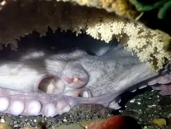 Eggs Giant Pacific Octopus