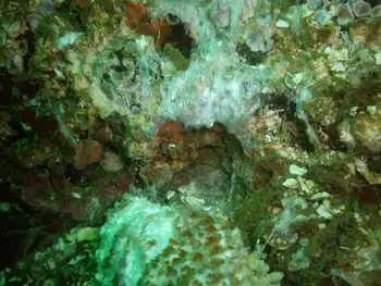 ochre star