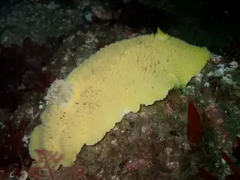 noble sea lemon