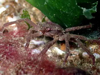 Northern Kelp Crab