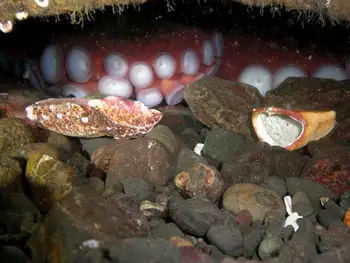 Giant Pacific Octopus