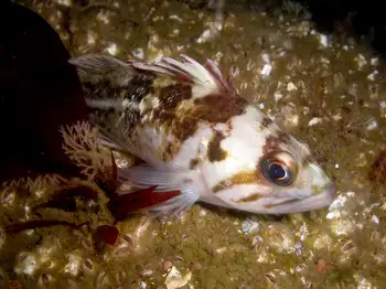 Young of Year Rockfish