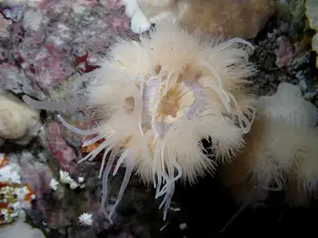 Metridium Anemone