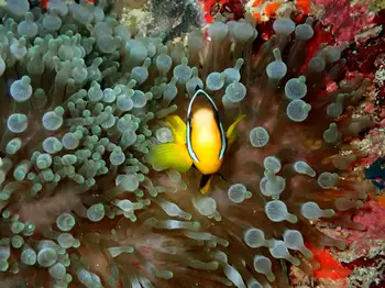 bulb tentacle anemone