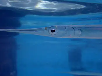 Needlefish