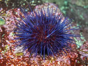 Purple Sea Urchin
