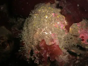 Giant Acorn Barnacle