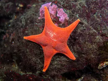 Gunpowder Star