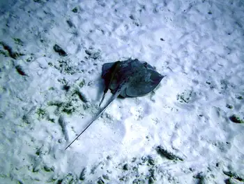 Stingray