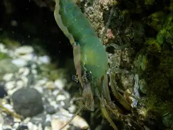 stiletto shrimp