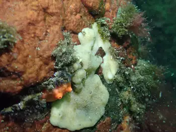 Sponge