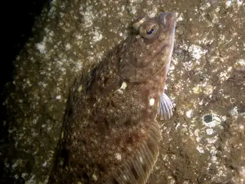 Rock Sole