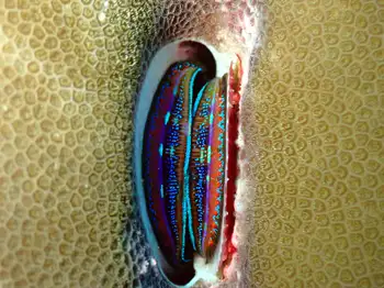 coral scallop