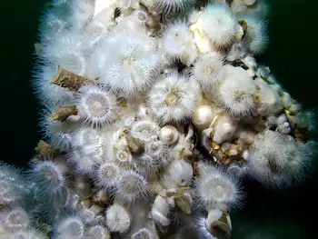 Short Plumose Anemones