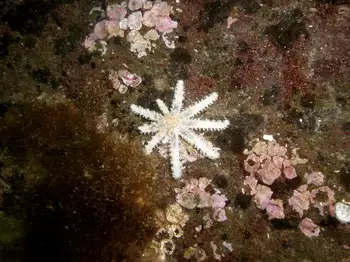 Rose Star
