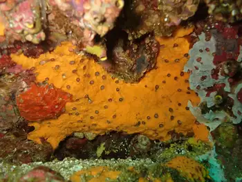 Sponge