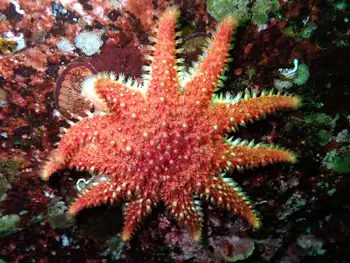 Rose Star