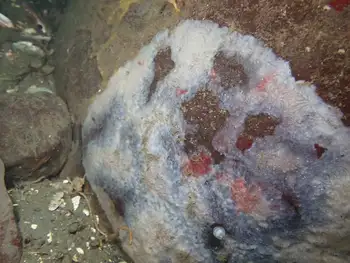 Tunicate