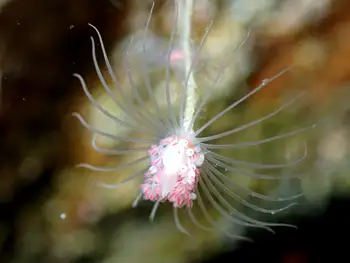 Fairy Palm Hydroid