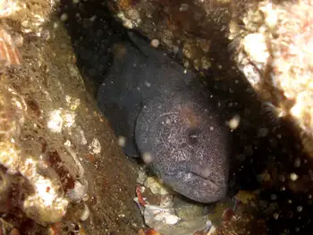 Wolf Eel