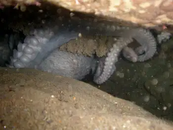 Eggs Giant Pacific Octopus