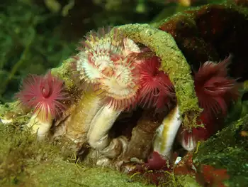 Red Trumpet Calcareous Tube Worms