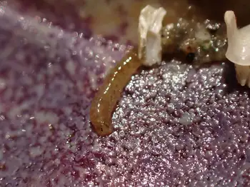 Worm