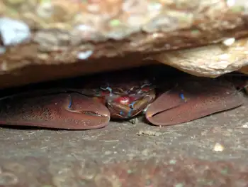 Porcelain Crab