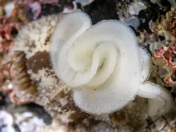 Eggs Barnacle Eating Nudibranch
