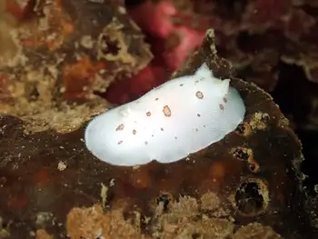 Leopard Nudibranch