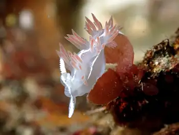 Three Lined Nudibranch