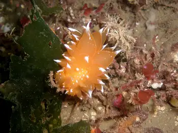 Golden Dirona Nudibranch