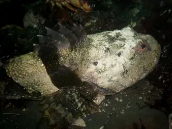 Great Sculpin