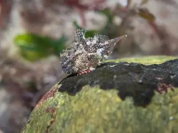 spiny lumpsucker