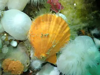 Smooth Pink Scallop