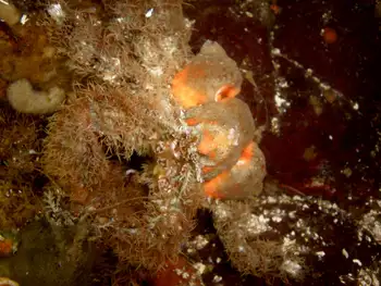 Rhinoceros Crab